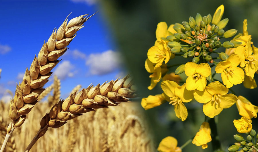 Opposite trends in grain and rapeseed prices on the eve of harvesting