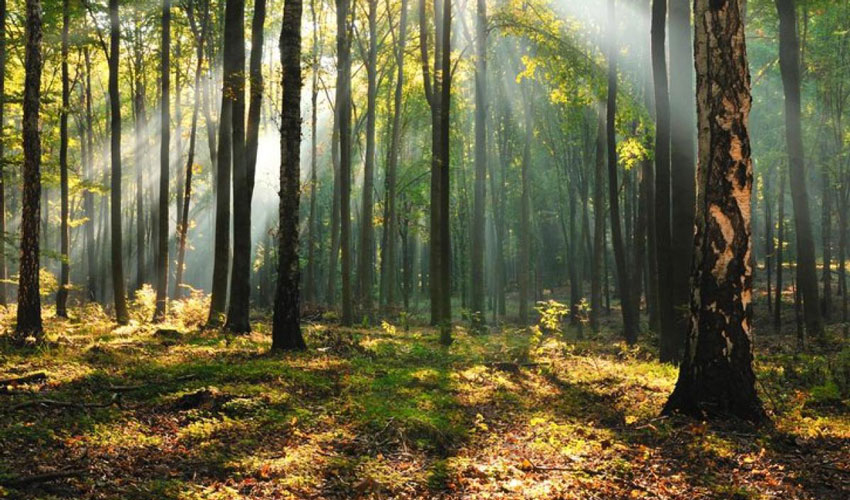 Amenzile pentru exploatarea forestieră ilegală au crescut
